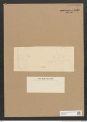 Amphora sp. (de-Toni-Nr.: Genus 36) Zeichnungen Sammlung Grunow Nr. 3248 (NHMW-BOT-W0370720)